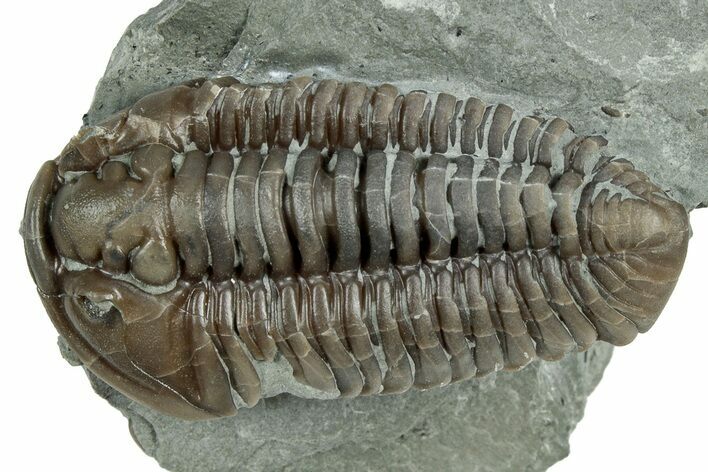 Long Prone Flexicalymene Trilobite - Indiana #325802